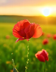 Obraz premium Close portrait of a poppy with blurred background
