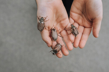 A lot of cockchafers, large insects on the hands, palms of a child close-up outdoors in nature. Animal photography.