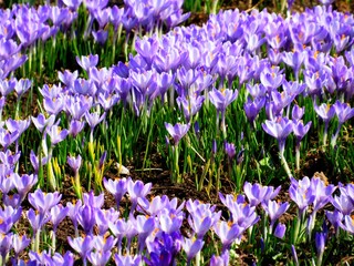 Lot of alpine crocus flower blossom on spring garden. Fresh beautiful purple crocus flowers. Flowering crocus in early spring. First flowers crocuses bloom under bright sunlight as background or card.