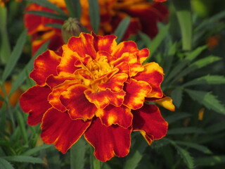 Close up of beautiful Marigold flower (Tagetes erecta, Mexican, Aztec or African marigold) in the garden. Macro of marigold in flower bed sunny day. Magrigold background or tagetes card.