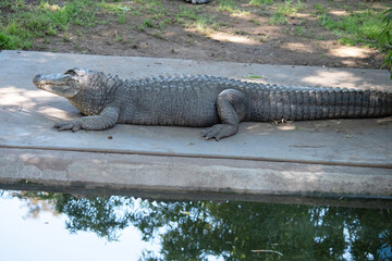 Alligators have a long, rounded snout that has upward facing nostrils at the end.