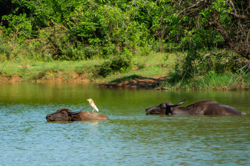 Sri Lanka - SAFARI © Magorzata