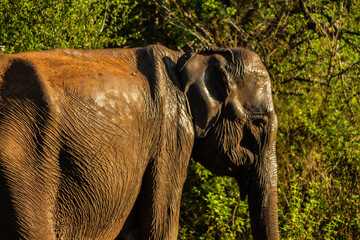 Sri Lanka - SAFARI - słoń