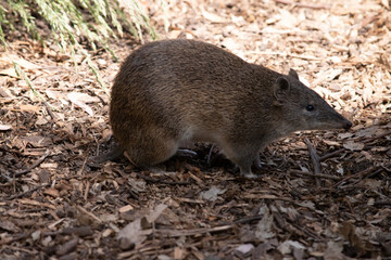 Bandicoots are about the size of a rat and have a pointy snout, humped back, thin tail and large...