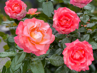 都心散歩　新緑の日比谷公園