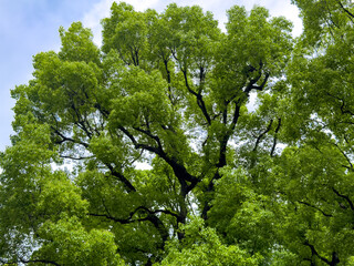 都心散歩　新緑の日比谷公園