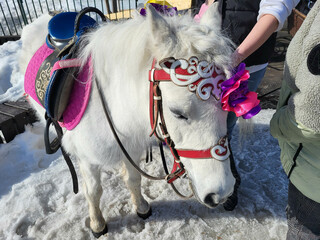 In the winter nursery there is a white elegant pony ready to ride the children.