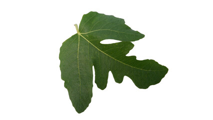 Fig leaves with Isolate Leaves on transparent background. Png file.