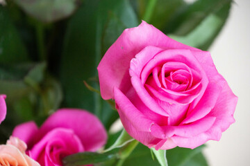 ピンクのばら