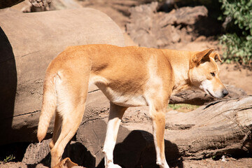 Dingos are a dog-like wolf. Dingos have a long muzzle, erect ears and strong claws. They usually have a ginger coat and most have white markings on their feet, tail tip and chest.