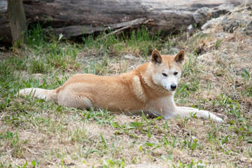 Dingos have a long muzzle, erect ears and strong claws. They usually have a ginger coat and most...