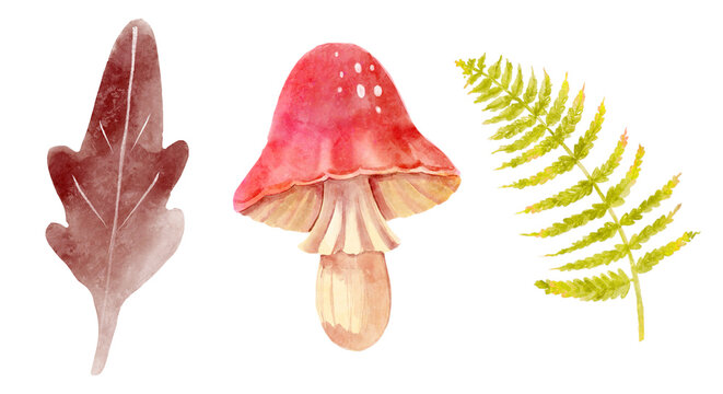 Prehistoric mushroom and fern leaf in jurassic peroid . Watercolor painting style . Illustration .