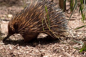 the short nosed echidna has strong-clawed feet and spines on the upper part of a brownish body.