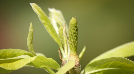 Branch with spring blossoms