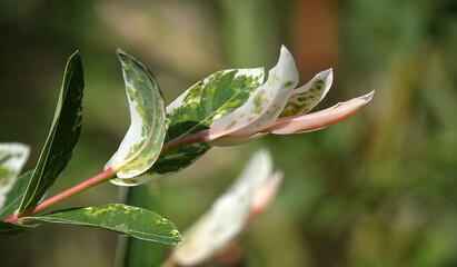 Branch with spring blossoms