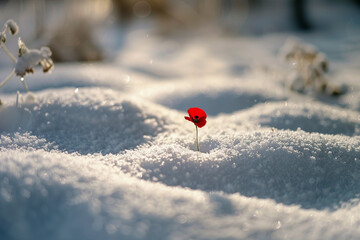 Red poppy in snow, a stark reminder of resilience and memory on Memorial Day.