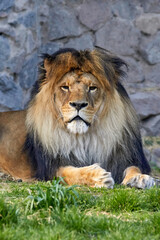 portrait of a predatory animal lion with a large mane