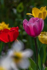 Red yellow and purple tulip in the garden