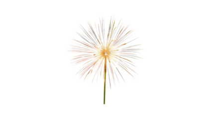 Colorful lights in the shape of a tree against a black background.