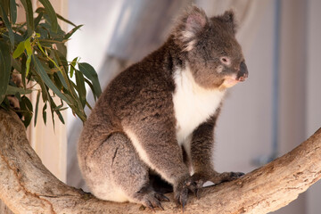 the Koala has a large round head, big furry ears and big black nose. Their fur is usually grey-brown in color with white fur on the chest, inner arms, ears and bottom.