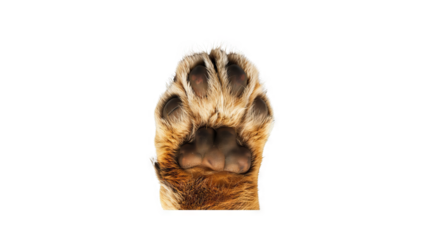 A close-up photo of a brown bear's paw with claws extended.