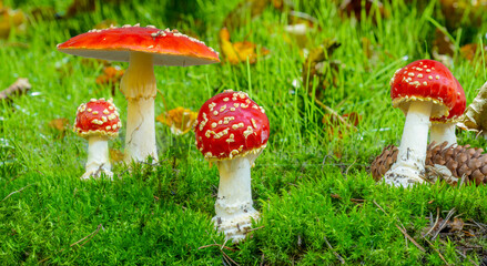 real red fly agarics on green moss for background