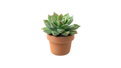 A small potted succulent with green leaves and red edges.