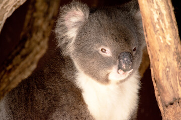 the Koala has a large round head, big furry ears and big black nose. Their fur is usually grey-brown in color with white fur on the chest, inner arms, ears and bottom.