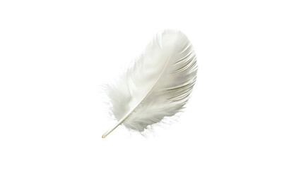 A white feather with a soft and delicate texture.
