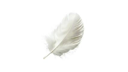 A white feather with a soft and delicate texture.