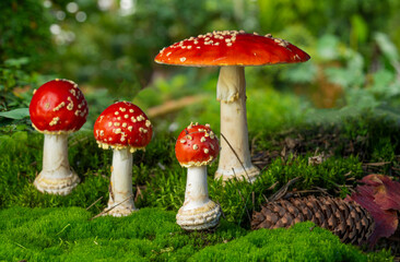 real red fly agarics on green moss for background