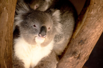 the Koala has a large round head, big furry ears and big black nose. Their fur is usually grey-brown in color with white fur on the chest, inner arms, ears and bottom.