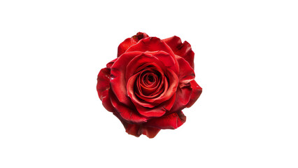 Single red rose isolated on black background.