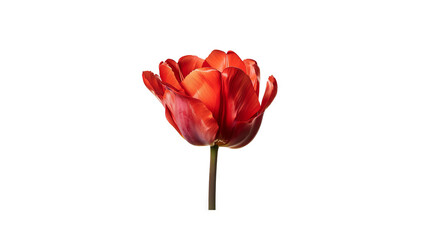 Single red tulip isolated on black background
