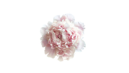 The image is a photograph of a pink peony flower in full bloom against a black background.