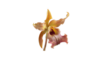 The image shows a beautiful orchid flower with a yellow petals and purple inner edges of the petals.