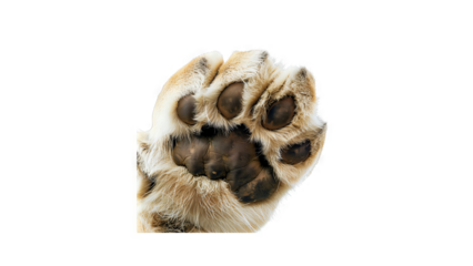 The imprint of a lion's paw.