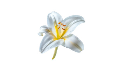 Fototapeta premium White lily flower isolated on black background.