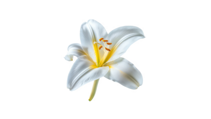 White lily flower isolated on black background.