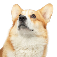 corgi welsh pembroke isolated on white background