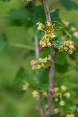 Closeup of flowering red currant twig
