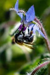 Borage flower for cooking, salad, soup, herbal infusion, borago officinalis