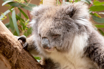 the Koala has a large round head, big furry ears and big black nose. Their fur is usually grey-brown in color with white fur on the chest, inner arms, ears and bottom.