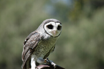 The lesser sooty owl is a dark sooty-grey in color, with large eyes in a grey face, fine white...