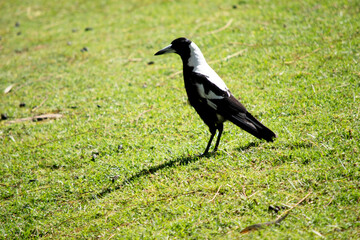 The magpie is a distinctive looking bird, with glossy black and brilliant white markings.