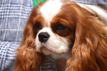 cavalier king charles spaniel puppy