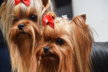 Naklejka premium yorkshire terrier portrait