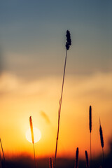 Sunset in the field. Landscape with grass against the backdrop of the setting sun at summer...