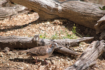 The peaceful dove has a pink-grey breast with chequered grey-brown wings. Thin striations of black appear around the neck and nape area and descend down the back.