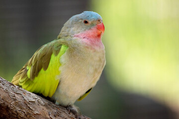 the princes parrot has a pink neck and a light blue head and green wings